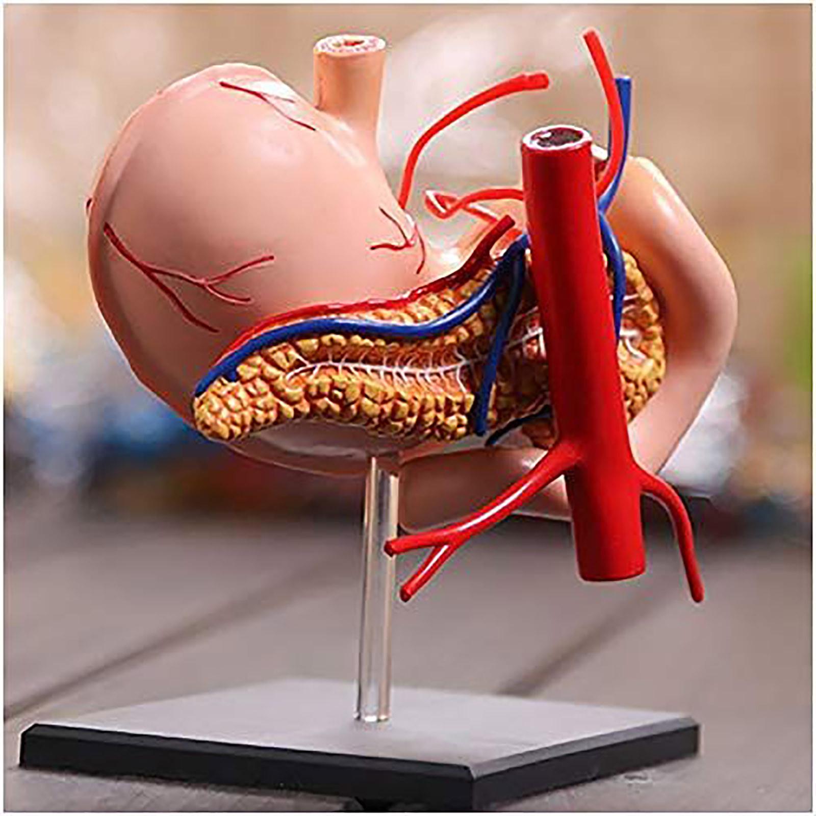 Анатомическая модель желудка Модель анатомии человека — фото 5