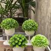 Mini Potted Green Plants for Home and Office Decor
