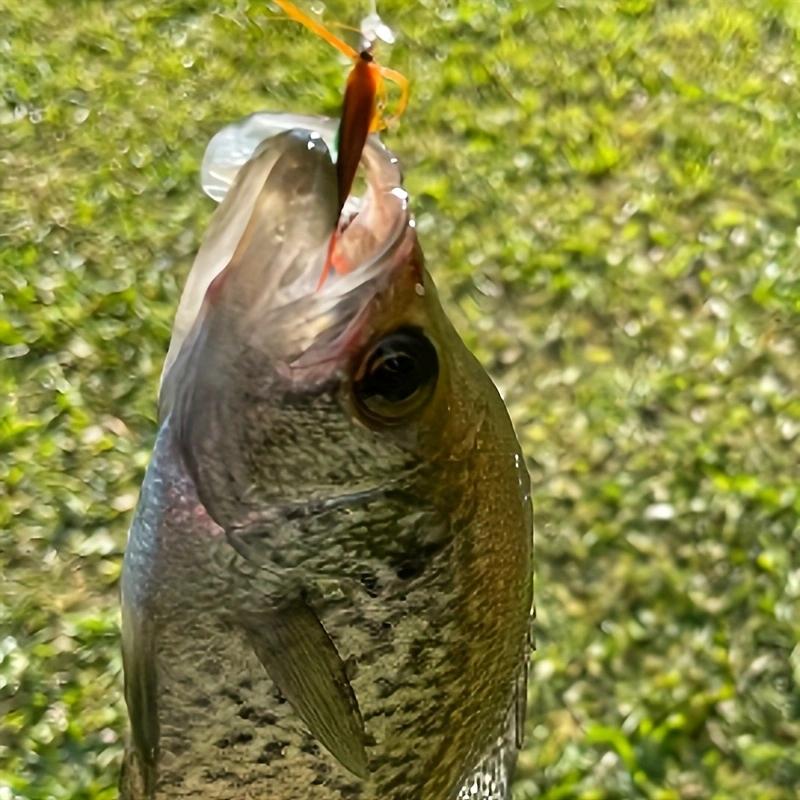 Fliegenfischen-Fliegenset mit Angelgerät, Trocken-/Nassfliege, handgefertigte Fliegenfischköder-Fliege, Streamer für Forelle, Barsch, Lachs, 12 Stück/Karton