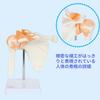 Scapula, Shoulder Joint, Clavicle Model, Human Anatomy Model, Skeleton Model, Specimen, Ligaments, Medical Education, Working, with Base