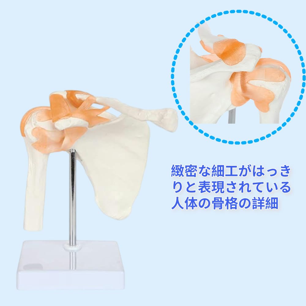 Scapula, Shoulder Joint, Clavicle Model, Human Anatomy Model, Skeleton Model, Specimen, Ligaments, Medical Education, Working, with Base