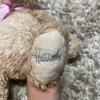 [USED] Harrods Teddy Bear