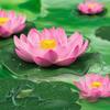 1pc EVA Artificial Lotus Flowers with Lily Pads - Floating Foam Pond Plants for Aquarium, Pool, Water Garden Decoration