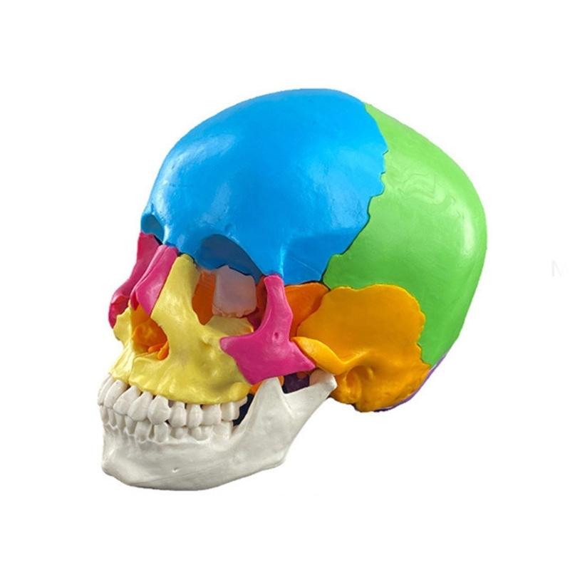 Modello Cranio 4D Anatomico Scientifico Staccabile Studio Esposizione Strumenti Didattici Medici