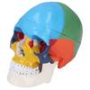 Skull Model Life Size 3 Part Colored Detachable Human Skull Anatomical Model with Color Chart for Teaching and Learning