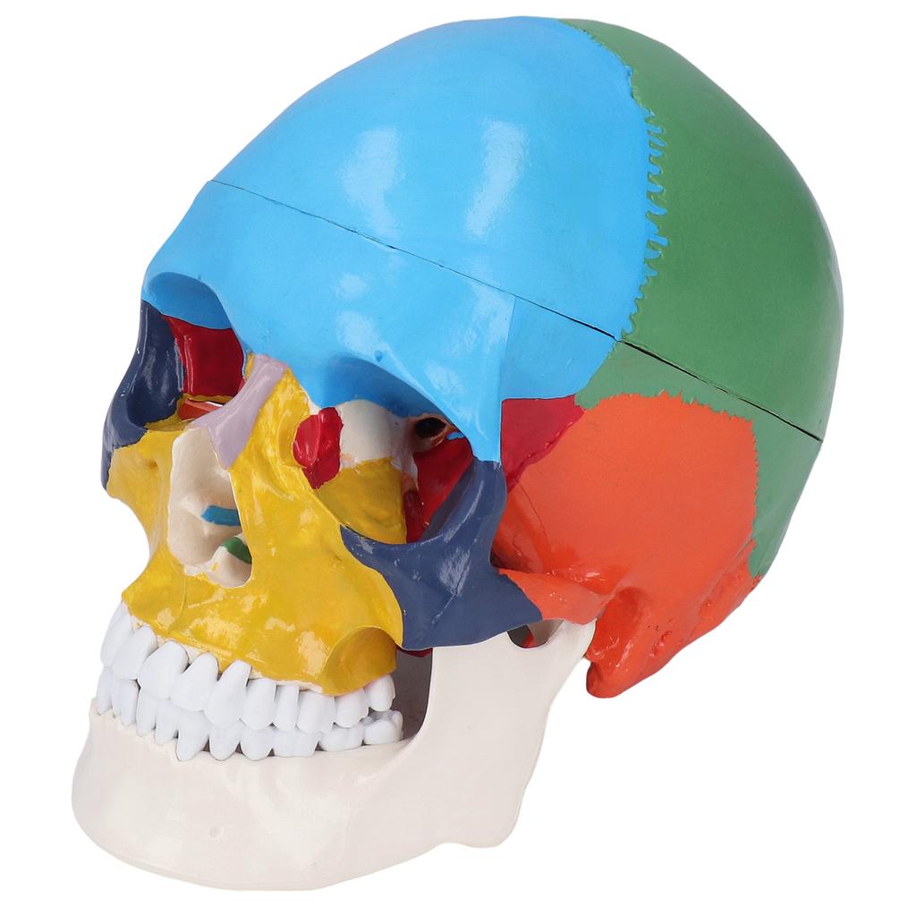 Skull Model Life Size 3 Part Colored Detachable Human Skull Anatomical Model with Color Chart for Teaching and Learning