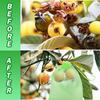 100PCS Grapes Fruit Protection Bags Garden Mesh Bags Agricultural Orchard Pest Control Anti-Bird Netting Vegetable Bags