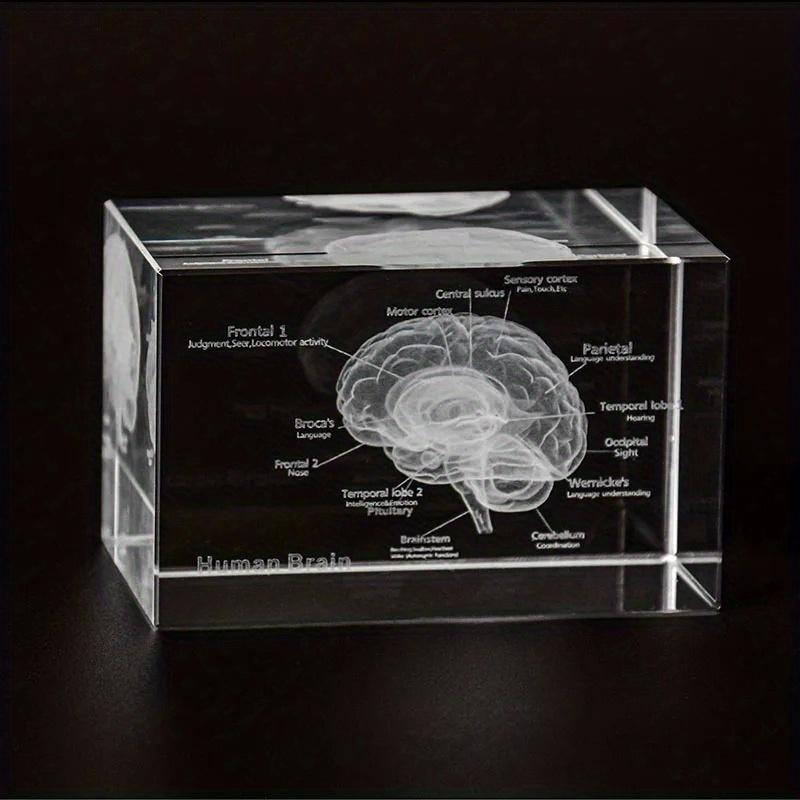3D Lidský Anatomický Model Křišťálový Laserová Skulptura Mozku Krychle Těžítko Figurky Přemýšlení Lékařská Věda Dárek