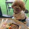 Roupas de Inverno para Cães Estilo Britânico Roupas para Animais de Estimação para Cães Pequenos e Médios Teddy Chihuahua Filhote Animal de Estimação Babador Teddy Corta-vento Capa