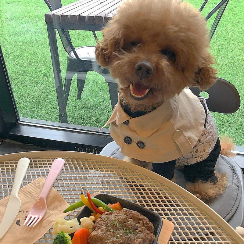 Roupas de Inverno para Cães Estilo Britânico Roupas para Animais de Estimação para Cães Pequenos e Médios Teddy Chihuahua Filhote Animal de Estimação Babador Teddy Corta-vento Capa