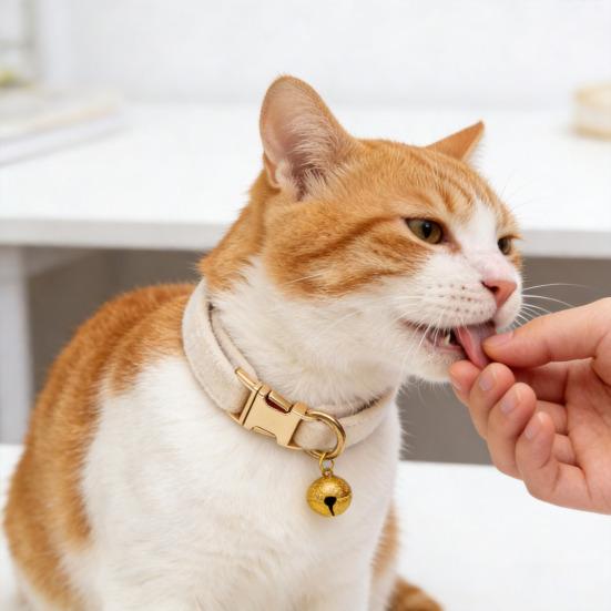 קולר חתול מתכוונן קולר חיות מחמד רך עם פעמון נשלף קולר חיות מחמד בצבע אחיד לכלבים קטנים חתולים גורים טיולים בחוץ בטיחות