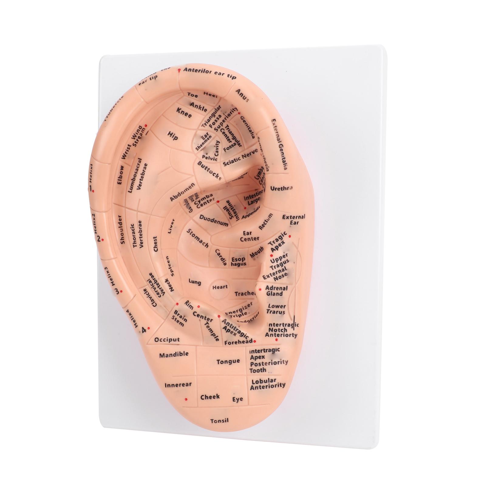 22cm Ear Acupuncture Model with Clear Acupoint Labels PVC Ear Model for School Lab Teaching