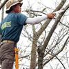 U-M Industry (Silky) Scabbard Saw Rubber Boy 7 Curve Rough Grain 240mm 465-24 Easy and Speedy Pruning of Live Trees