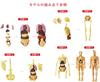 YoXinKau Human Anatomy Model Toy, Kids' Toy, Human Anatomy Model with Removable Internal Organs, Anatomy Model Set for Kids, Educational Aid, Assembly