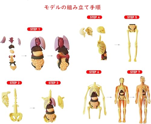 YoXinKau Human Anatomy Model Toy, Kids' Toy, Human Anatomy Model with Removable Internal Organs, Anatomy Model Set for Kids, Educational Aid, Assembly