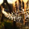 Transparent Reindeer LED String Lights