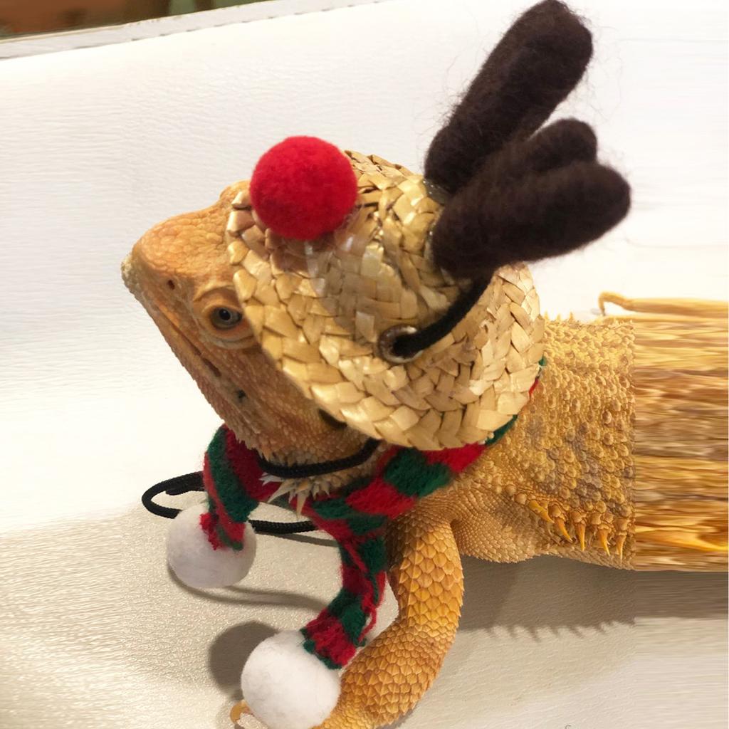 Bearded Dragon Santa Hat Cute Soft Scarf Size Bright Colors Santa Hat with Scarf