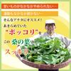 Ochamura Aojiru Shinsen Mulberry Matcha Gold 60 Sachets 3 Boxes Set