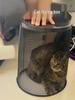 Pet Dryer Box: Cat Bathing & Hair Blowing Anti-Scratch Design