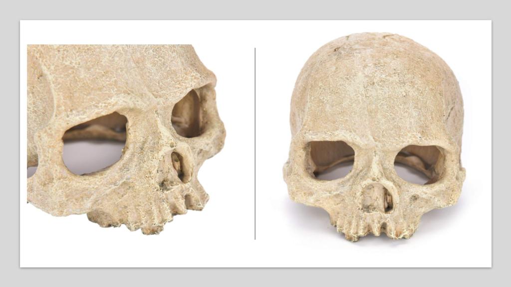 Heizi Reptile Shelter Cage, Skeleton Shape, for Leopard Geckos, Bearded Dragons, and Leopard Geckos (Skull)