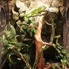 Flexible Bendable Artificial Tree Vine Jungle Vines Pet Habitat Decor for Lizard Frogs Snakes and More Reptiles