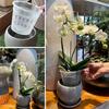 Transparent Orchid Pot with Breathable Root Control Design, Plastic Hydroponic Basket, Light-Transmitting Flower Pot for Gardening