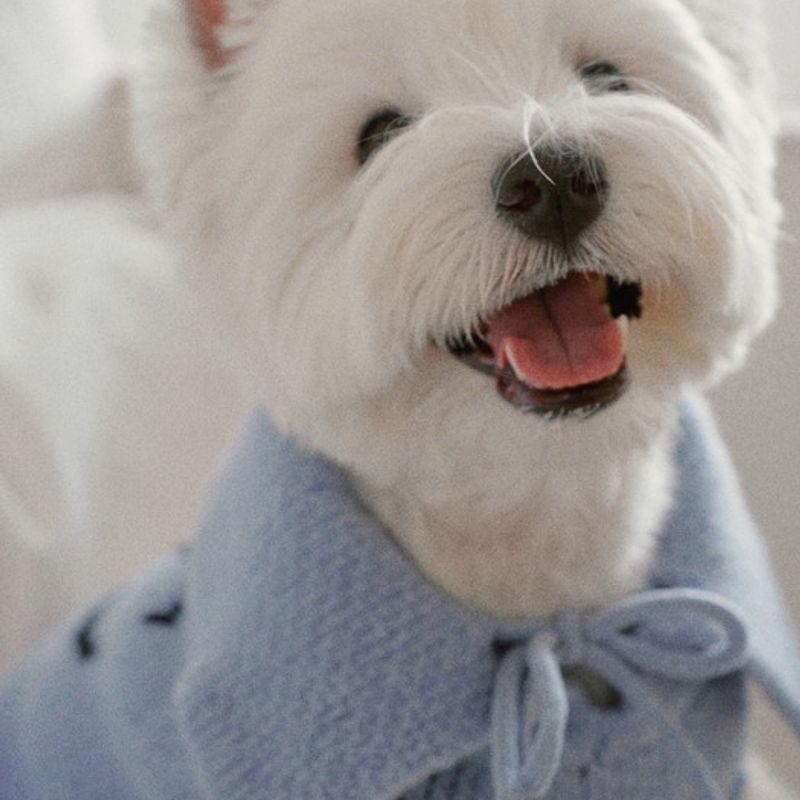 CROOKTHECHIHUAHUA Sailor Classic Merino Wool 100 Knit (2 Color)