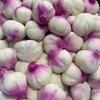 Crunchy Squishy Onion Crispy Sound Squeeze Toy Round Blocks Filled Stress Relief Fidget Toy Asmr Sensory Decompression Toy Gifts