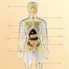 Educational Human Body Anatomy Model Clear Anatomical Human Skeleton Model with Detachable Organs Biology Teaching Tool