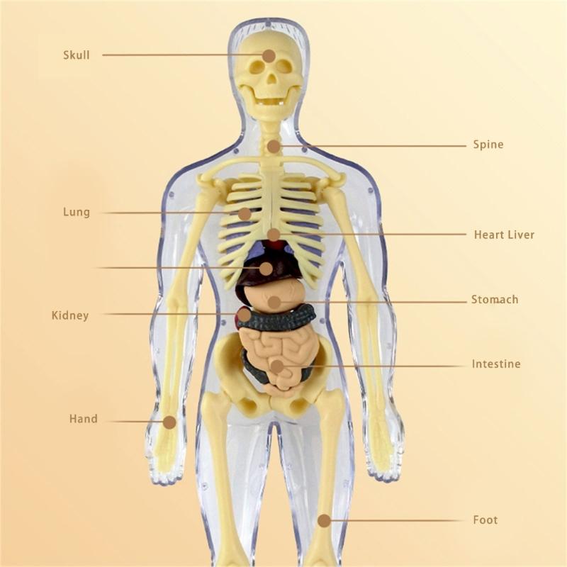 Educational Human Body Anatomy Model Clear Anatomical Human Skeleton Model with Detachable Organs Biology Teaching Tool