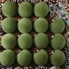 15 Pcs Velvet Christmas Ball Ornaments 3.15 Inch Flocked Plastic Ball Xmas Tree Hanging Decoration for Holiday Party Decor