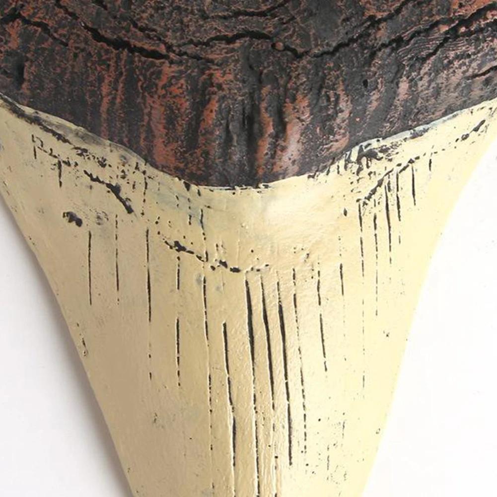 Haifischzahn Modell 5 Zoll Riesiger Megalodon Zahn Leicht zu Reinigen Haifischzahn Replik Meeresbiologie Lehr-Requisiten Zähne Fossilien Geschenke