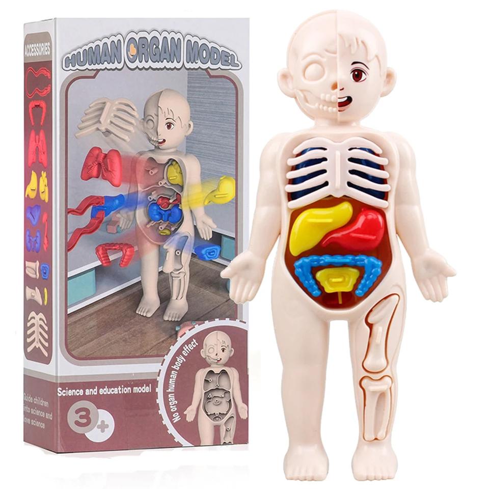 Children Biology Science Toy Human Body Organ Anatomy Model DIY Assembled Medical Toys Teaching Tools for Kids Learning