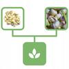 Dried Garlic Flakes 1 Kg 100% Natural Shop