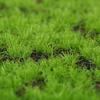Artificial Moss Turf Fake Grassland Simulation Muscus Synthetic Lawns Grass Carpet Decor Outdoor Ornament Garden Decoration