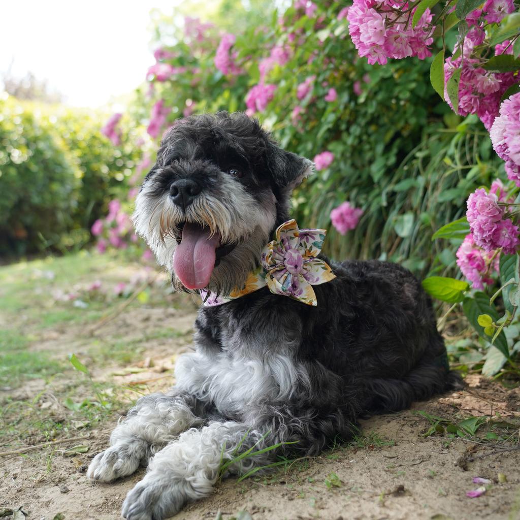 Summer Garden Floral Dog Collar ,Flower Collar with Matching Leash Engraved ID Collar
