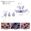 Handmade Crystal Hair Comb Set With Hairpin Earrings Bride Wedding Party Vintage Style