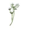 Nature Theme Corsage Pin Plant Shape Brooch Unique Pin Clothing Brooch Alloy Texture for Friendship and Celebration