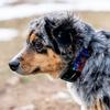 WOLFGANG MountainVibes MARTINGALE Half Choke Wide x Neck Circumference Large Collar, Large, 2.5cm 45-55cm [For Dogs]