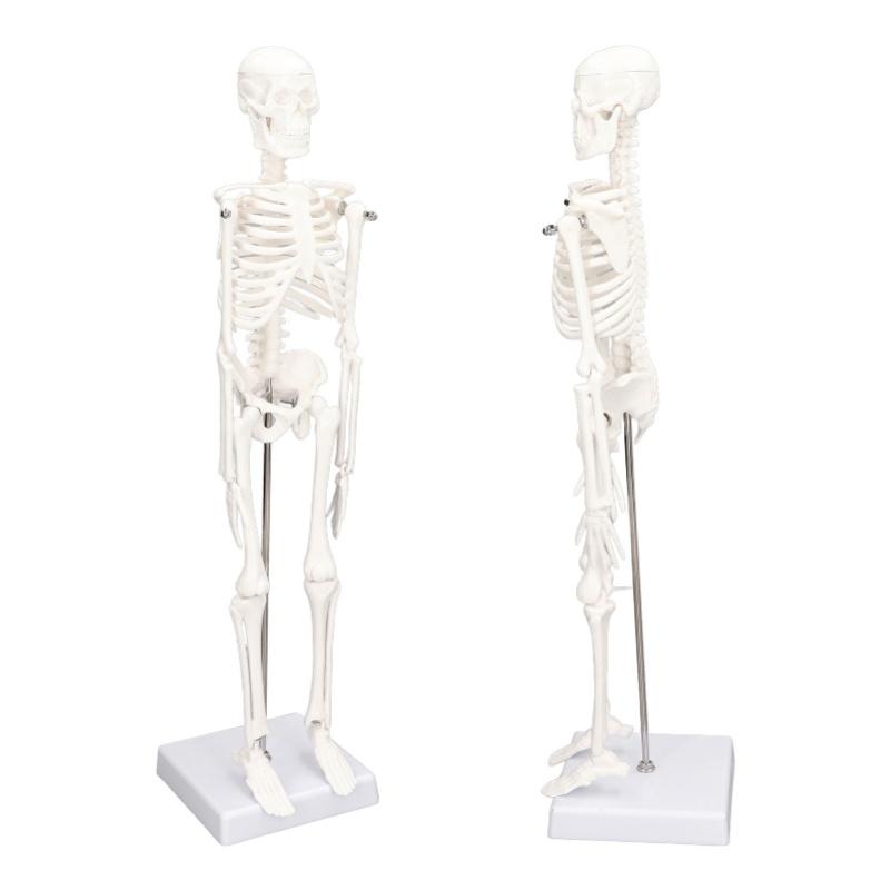45 cm großes Mini-Skelettmodell aus PVC, menschlicher Körper mit beweglichen Armen und Beinen sowie Ständer
