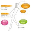 Gunze Sabrina Smooth Zokki PS of Natural Sizes Stockings, 3-Pair Set, SP76, Women's, (Set 2, 3-Pair Set), Beige, L-LL