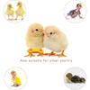 12Psc Baby Chick Splay Leg Hobble Brace, Baby Chick Leg Hobbles, Poultry Leg Bands, Chicken Hobble Braces for Newborn Spraddle Leg of Chick Quails