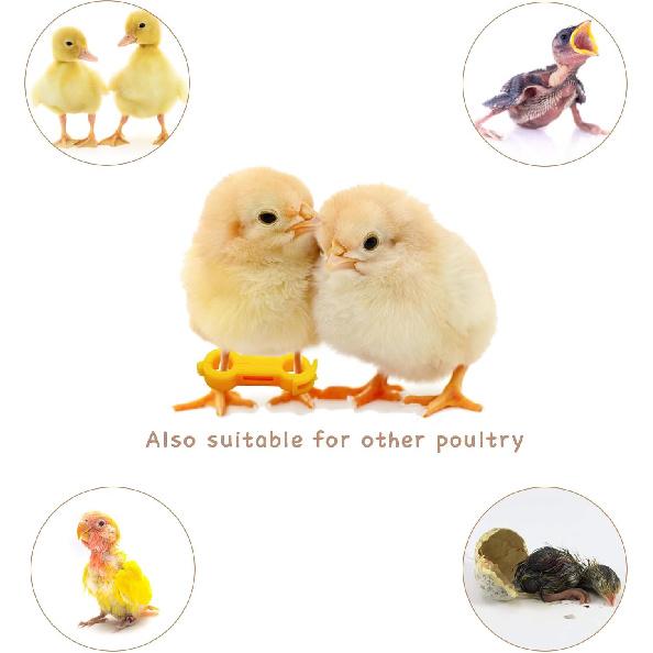 12Psc Baby Chick Splay Leg Hobble Brace, Baby Chick Leg Hobbles, Poultry Leg Bands, Chicken Hobble Braces for Newborn Spraddle Leg of Chick Quails