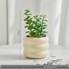 Simulated Succulent Plant with Glass Pot