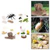 Animals Growth Life Cycle Playset Child Education Toys Themed Party