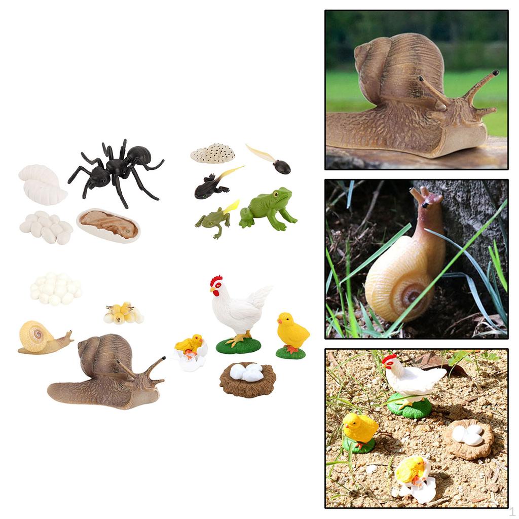 Animals Growth Life Cycle Playset Child Education Toys Themed Party