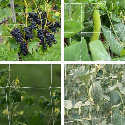 Pflanzenkletternetz Masche Strapazierfähiger Pflanzenstützständer Tomaten Obst Gemüse Rankgitter Netz Pflanz-Gartenbedarf