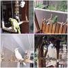 Bird Toys Wooden Perch Toy for Large Birds Natural Wood Parrot Swing Chew Toy Easy To Install for African Greys Mini Macaws