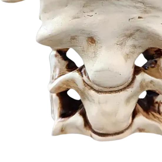 Simulated Spine Pen Holder Vertebral Column Resin Stationery Pencil Stand Organizer Container Home Office Desktop Decoration Ornament