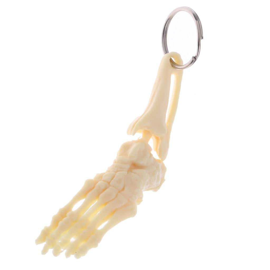 2 Stück Menschliches Herz Schlüsselanhänger Mini Modell Skelett Bewegliches Gelenk PVC Material Geeignet für